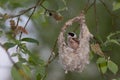 Penduline Tit Royalty Free Stock Photo