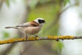 Penduline Tit Royalty Free Stock Photo