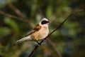 Penduline tit close-up / Remiz pendulinus