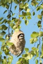 Penduline tit