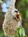 Penduline tit on the nest & x28;remiz pendulinus& x29;