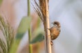 Penduline Tit on Reed