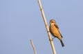 Penduline Tit on Reed