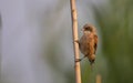 Penduline Tit on Reed Royalty Free Stock Photo