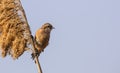 Penduline Tit on Reed