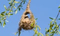 Penduline tit, remiz. Bird builds a nest Royalty Free Stock Photo