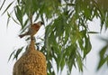 Penduline tit (Remiz pendulinus) builds a nest