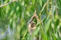 Penduline Tit Remiz pendulinus Royalty Free Stock Photo