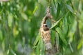 Penduline Tit Remiz pendulinus Royalty Free Stock Photo