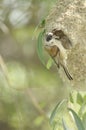 Penduline Tit Remiz pendulinus Royalty Free Stock Photo