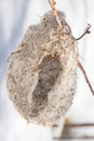 Penduline tit ( Remiz pendulinus ) nest Royalty Free Stock Photo