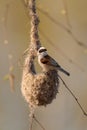 Penduline Tit - Remiz pendulinus Royalty Free Stock Photo