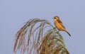 Penduline Tit on Top of Reed