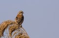 Penduline Tit on Top of Reed Royalty Free Stock Photo