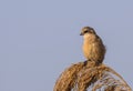 Penduline Tit on Top of Reed Royalty Free Stock Photo