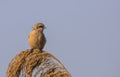 Penduline Tit on Top of Reed Royalty Free Stock Photo