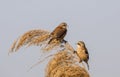 Penduline Tits on Top of Reed Royalty Free Stock Photo