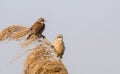 Penduline Tits on Top of Reed