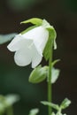 Pendulous bellflower Campanula pendula, close-up of white flower Royalty Free Stock Photo