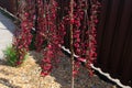 Pendulous branches cherry tree with red new leaves and red flowers against brown fence.