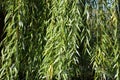 Pendulous branchlets of Salix babylonica with green leaves