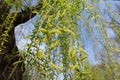 Pendulous branchlets of Salix babylonica in spring