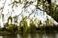 Pendulous catkins of poplar (populus canescens) tree Royalty Free Stock Photo