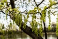 Pendulous catkins of poplar (populus canescens) tree Royalty Free Stock Photo