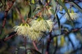 Pendulous cream blossoms of the Australian native Tall Sand Mallee, Eucalyptus eremophila