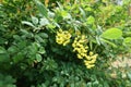 Pendulous panicles of yellow flowers of barberry