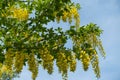 Pendulous racemes of yellow Laburnum flowers Royalty Free Stock Photo