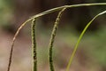 Pendulous sedge Carex pendula Royalty Free Stock Photo