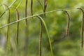 Pendulous sedge Carex pendula Royalty Free Stock Photo