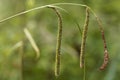 Pendulous sedge Carex pendula Royalty Free Stock Photo
