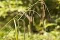 Pendulous sedge Carex pendula Royalty Free Stock Photo