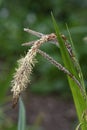 Pendulous Sedge Royalty Free Stock Photo