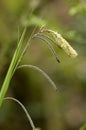 Pendulous Sedge Royalty Free Stock Photo