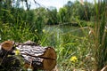 Penek against the background, of water and plants