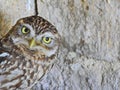 Little owl eyes