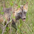 Penetrating gaze of an alert red fox genus Vulpes Royalty Free Stock Photo