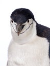 Penguin Royalty Free Stock Photo