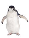 Penguin Royalty Free Stock Photo