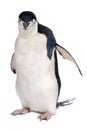 Penguin Royalty Free Stock Photo