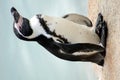 Penguin Royalty Free Stock Photo