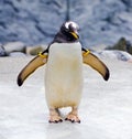 Penguin Royalty Free Stock Photo