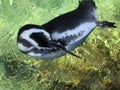 Penguin Adrift and scratching in Habitat