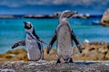 Penguin in Africa