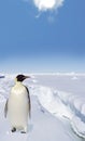 Penguin on the Antarctic Ice Royalty Free Stock Photo