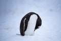 Penguin in Antarctica, sleeping in the snow Royalty Free Stock Photo