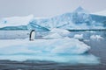 Penguin in Antarctica, wildlife nature